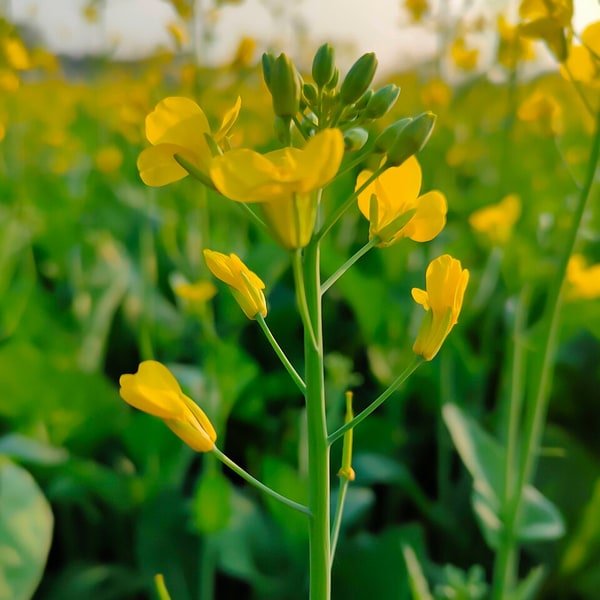 Mustard Greens Bunch