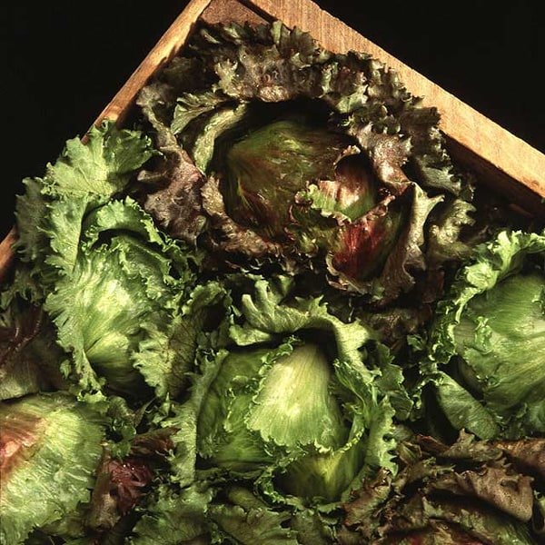 Iceberg Lettuce Crisp