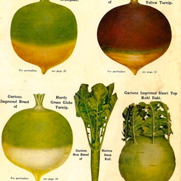Turnip White Globe
