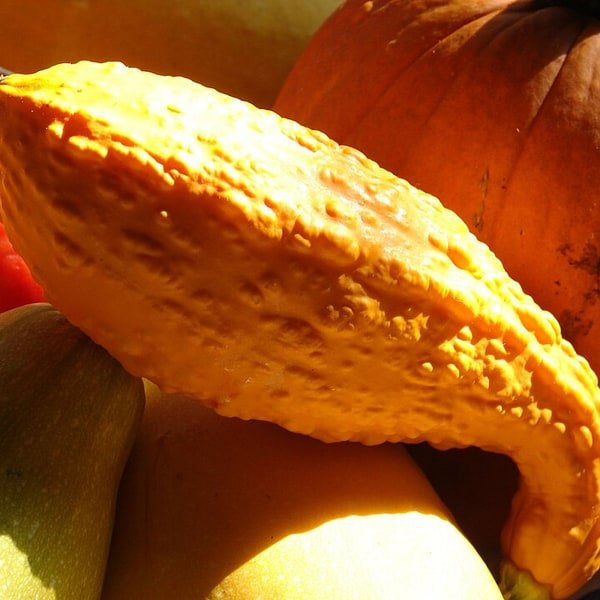 Yellow Crookneck Squash