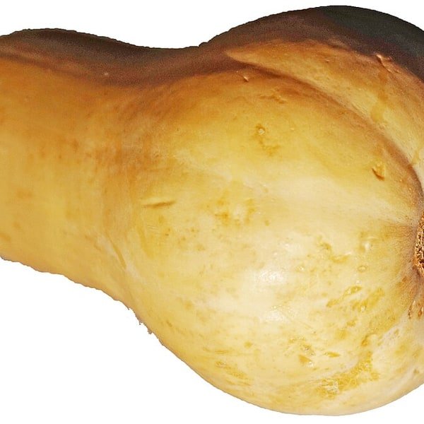 Butternut Squash