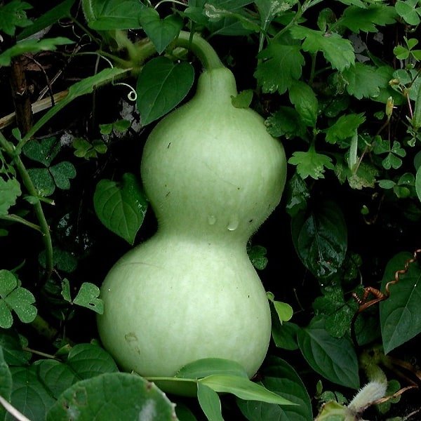 Bottle Gourd Long
