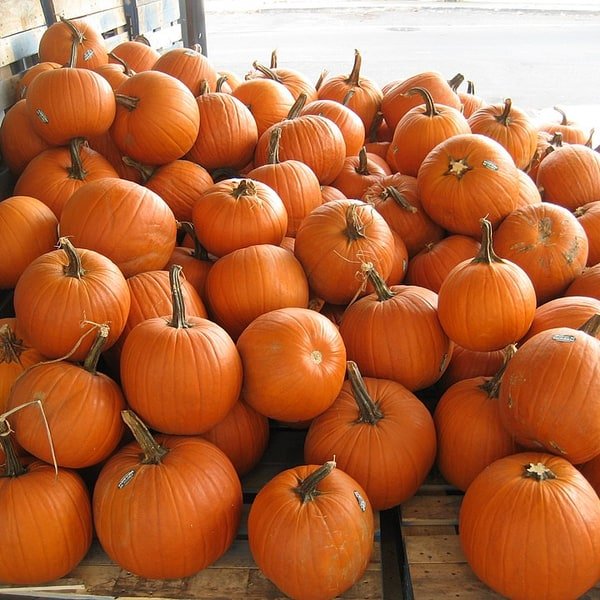 Pumpkin Sugar Pie