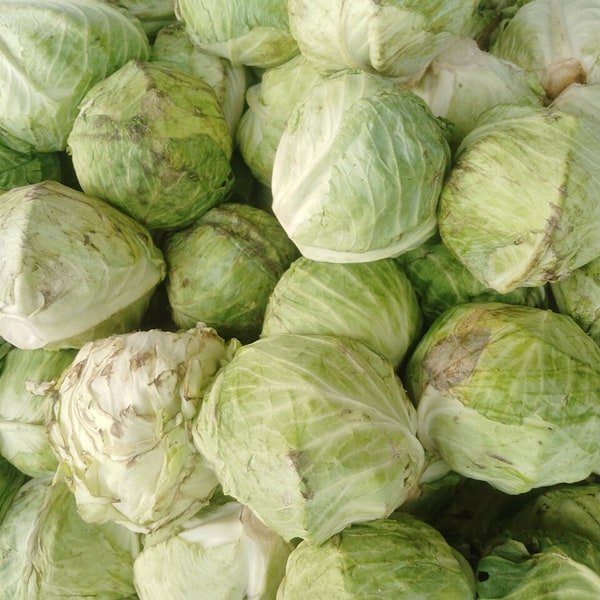 Green Cabbage Head