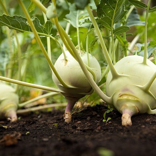 Kohlrabi Bulb