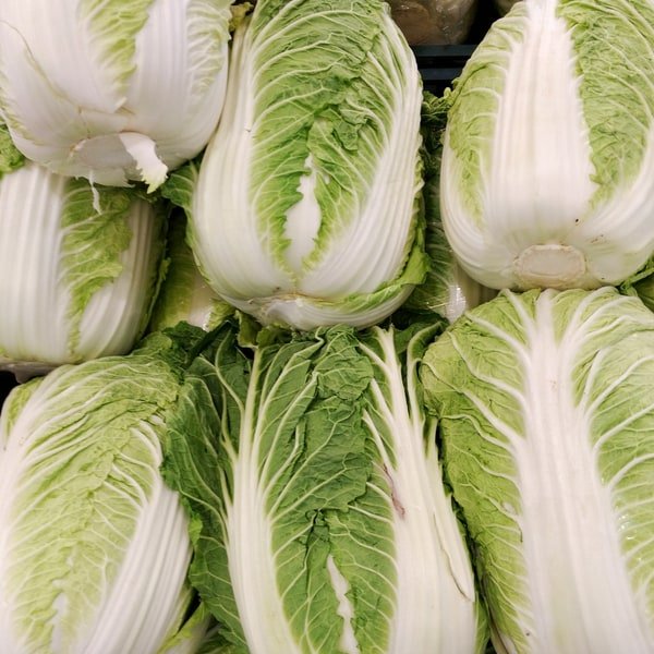 Napa Cabbage Wombok