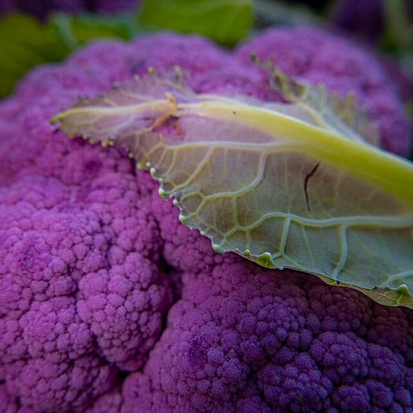 Purple Cauliflower