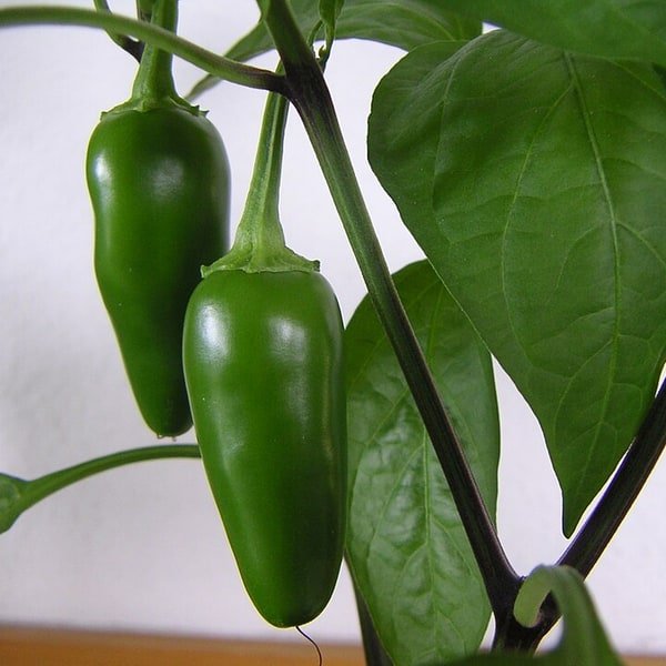 Jalapeno Chili