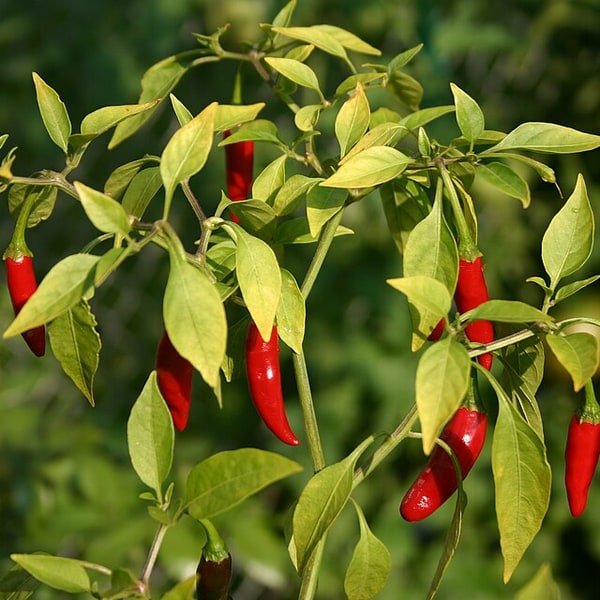 Bird Eye Chili Pack