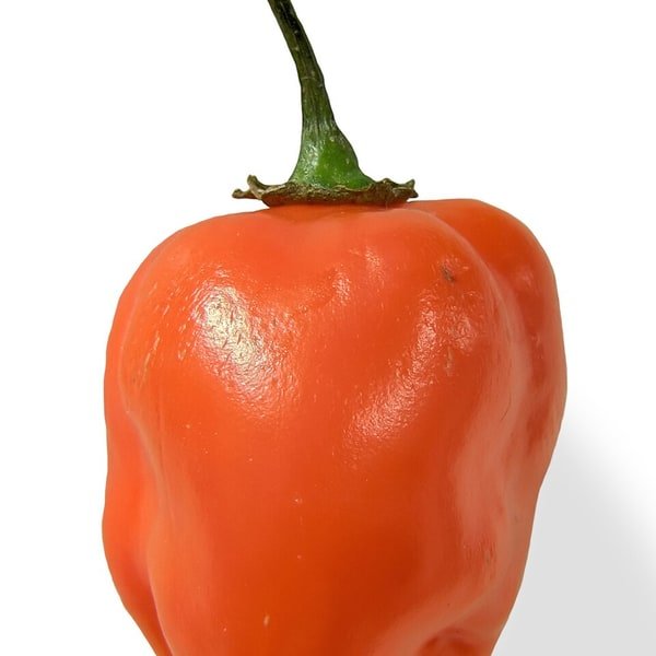 Habanero Orange