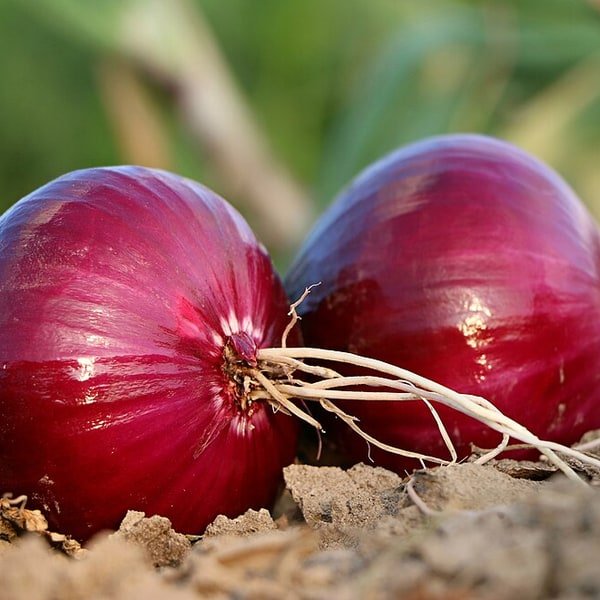 Red Onion Medium