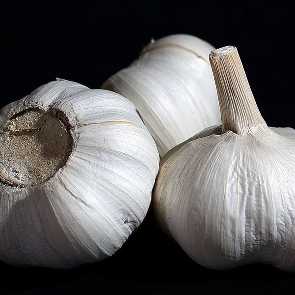 Garlic Bulb White