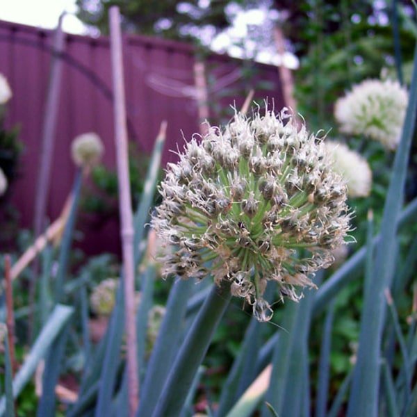 Shallot Cluster
