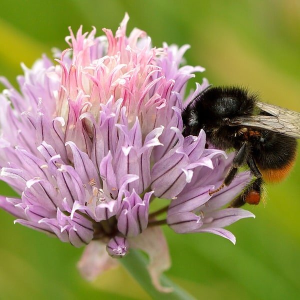 Chive Herb Bundle