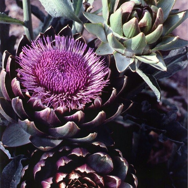 Artichoke Globe