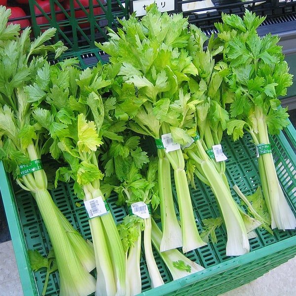 Celery Stalk Bunch