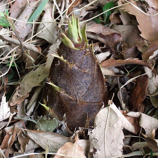 Bamboo Shoot Tender