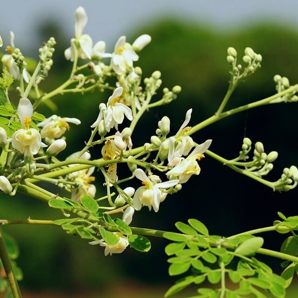 Drumstick Moringa Pod
